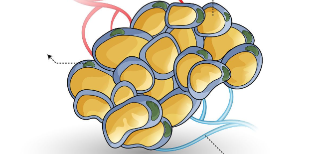 Pramlintide Acetate evidence | Shaanxi BLOOM Tech Co., Ltd Pramlintide Acetate evidence | Shaanxi BLOOM Tech Co., Ltd