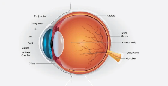 SS-31 chain | Shaanxi BLOOM Tech Co., Ltd SS-31 chain | Shaanxi BLOOM Tech Co., Ltd