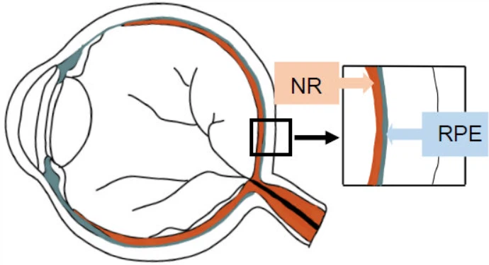 SS-31 cell | Shaanxi BLOOM Tech Co., Ltd SS-31 cell | Shaanxi BLOOM Tech Co., Ltd