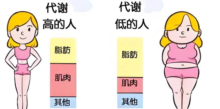 SS-31 muscles | Shaanxi BLOOM Tech Co., Ltd SS-31 muscles | Shaanxi BLOOM Tech Co., Ltd
