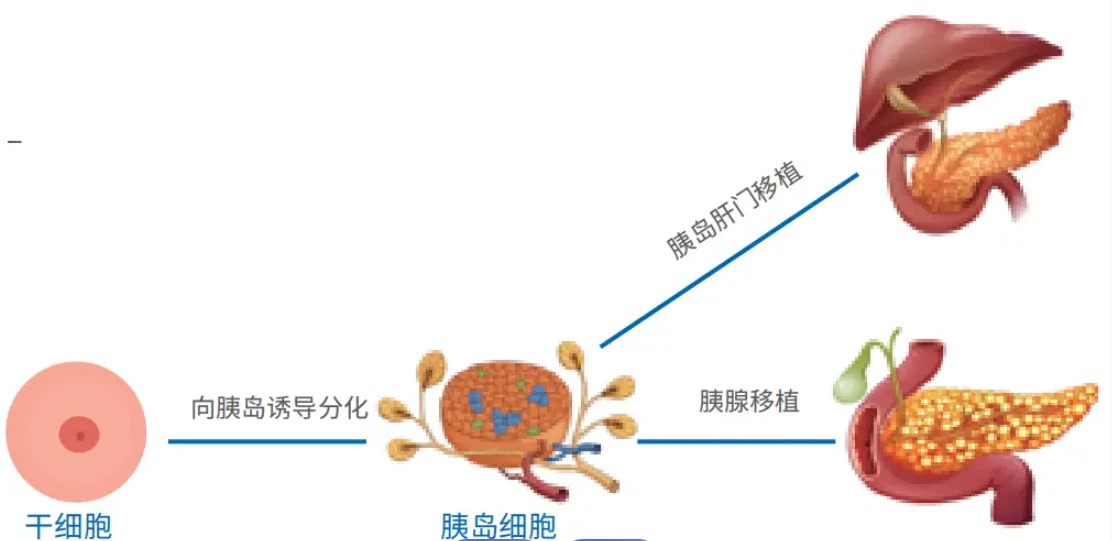 SS-31 islets | Shaanxi BLOOM Tech Co., Ltd SS-31 islets | Shaanxi BLOOM Tech Co., Ltd