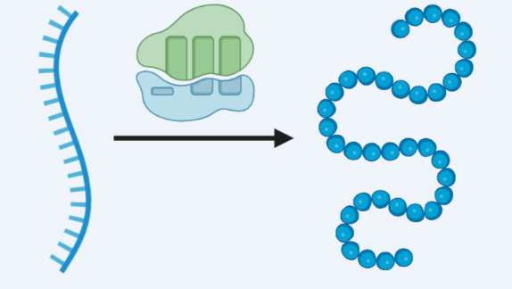 Triptorelin Acetate For sale | Shaanxi BLOOM Tech Co., Ltd Triptorelin Acetate For sale | Shaanxi BLOOM Tech Co., Ltd