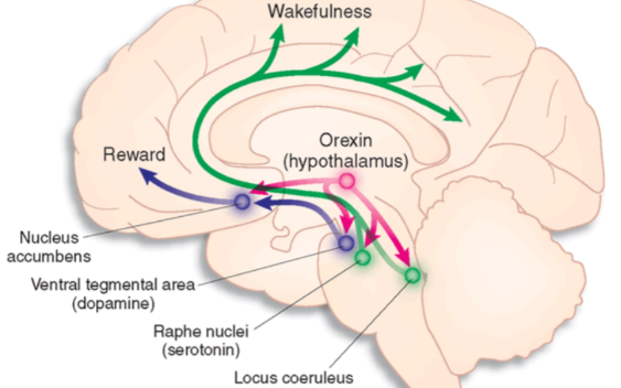 Triptorelin Acetate 500mcg | Shaanxi BLOOM Tech Co., Ltd Triptorelin Acetate 500mcg | Shaanxi BLOOM Tech Co., Ltd