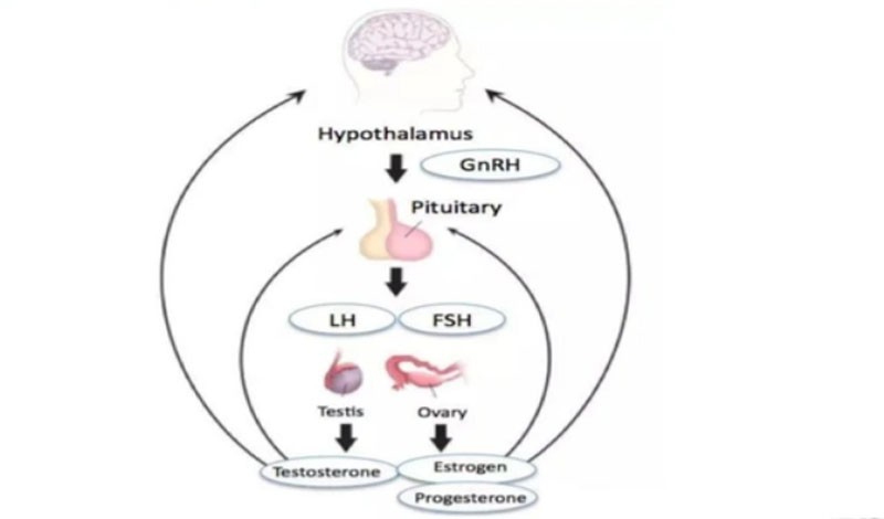 Triptorelin Acetate Buy | Shaanxi BLOOM Tech Co., Ltd Triptorelin Acetate Buy | Shaanxi BLOOM Tech Co., Ltd
