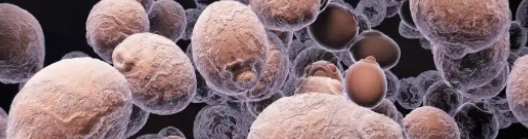 Cetrorelix buy | Shaanxi BLOOM Tech Co., Ltd Cetrorelix buy | Shaanxi BLOOM Tech Co., Ltd