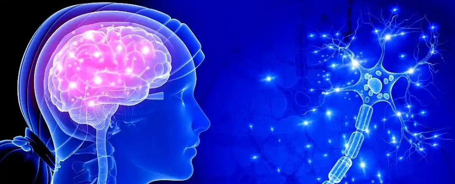 Bird's nest peptide Brain | Shaanxi BLOOM Tech Co., Ltd Bird's nest peptide Brain | Shaanxi BLOOM Tech Co., Ltd